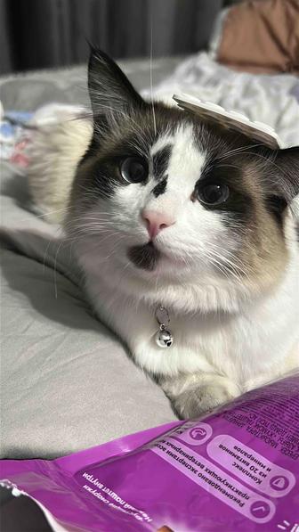 Продам кота