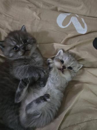 Котенок бесплатно мальчик британец