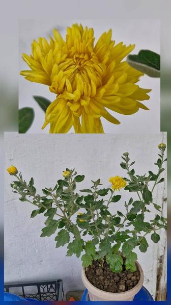 Цветы уличные