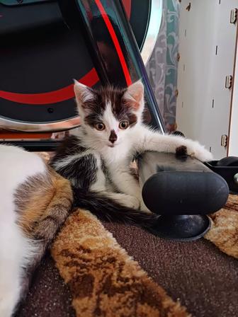Отдам котёнка необычного окраса