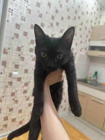 Отдам котенка бесплатно