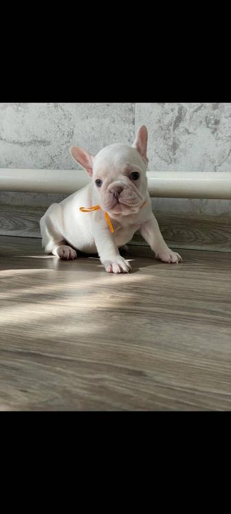 Французский бульдог