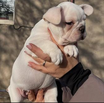 Французский бульдог