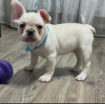 Французский бульдог