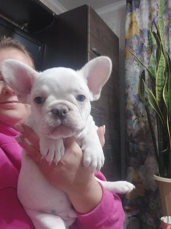Французский бульдог