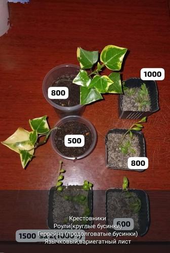 Кактусы,суккуленты,эхиверии...