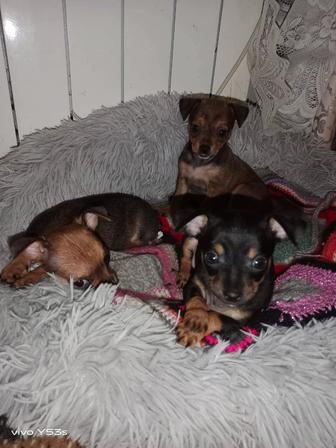 Продам щенков мини той терьера