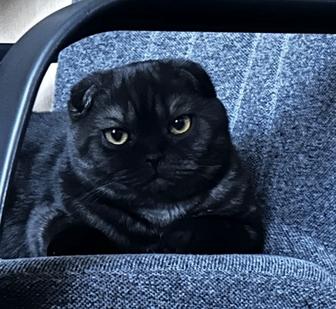 Шикарная кошечка скоттиш fold 8 месяцев