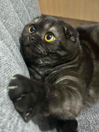 Шикарная кошечка скоттиш fold 8 месяцев