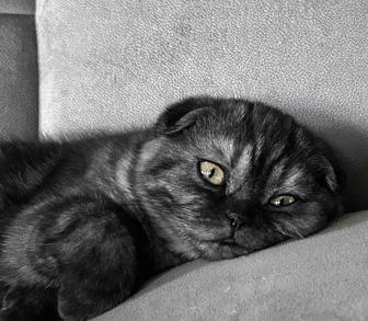 Котенок(девочка) скоттиш fold 5 месяцев