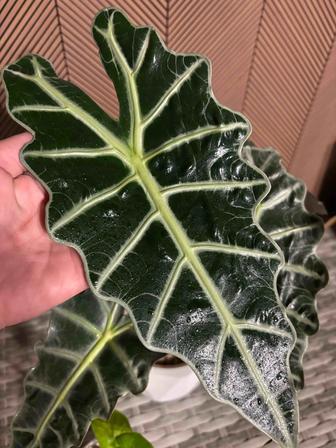 Алоказия Одора вар и Полли