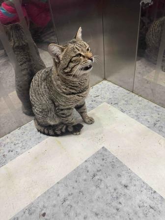 Кошка нуждается в доме