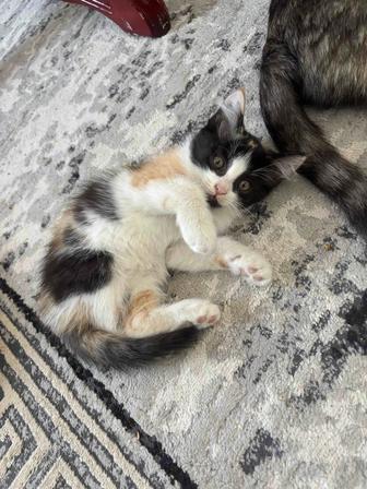 Отдам котят в хорошие руки