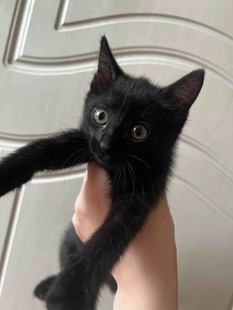 Котята в добрые руки (наполнитель в подарок на первое время)