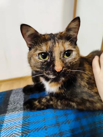 Отдам кошку