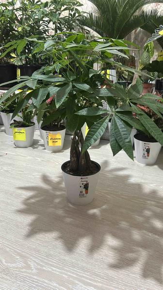 Комнатные цветы