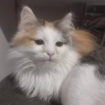 Молодая кошка, кошечка, котенок даром