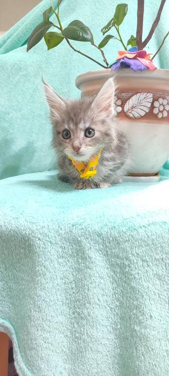 Котенок Мейн-кун