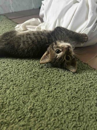 котенок