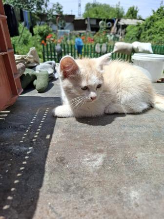 Отдам котят