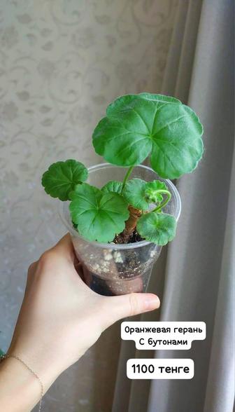 Комнатные цветы