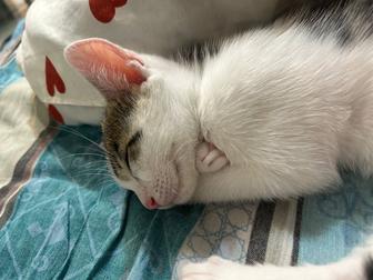 Котенок со всем необходимым