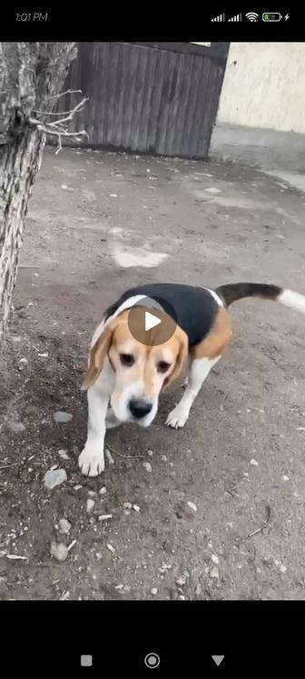 Нашли собаку бассет хаунд