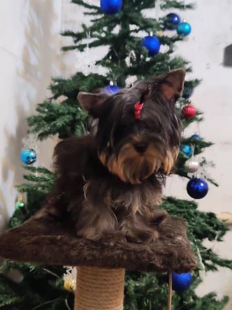 Щенок Йоркширский терьер