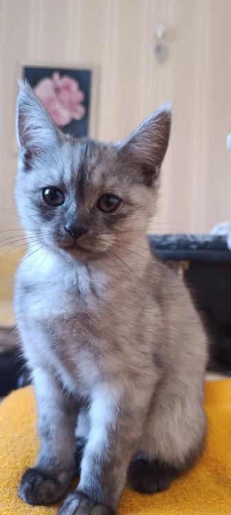 Котята шотландской породы
