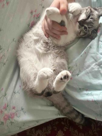 отдам даром игривого кота