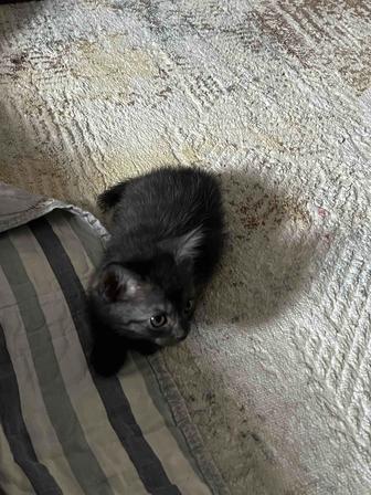 Котенок