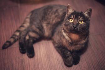 Пристраивается красивейший котенок, девочка 7-8 месяцев