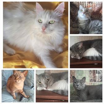 Срочно нужен дом! Коты и кошки в опасности! Вызван отлов!