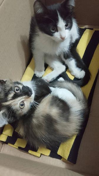 Отдам котят