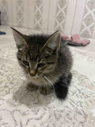 Отдам котенка-девочку бесплатно