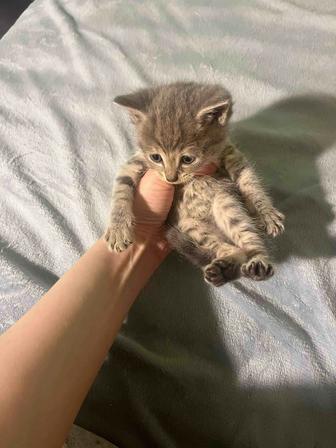 Кошка и котята бесплатно
