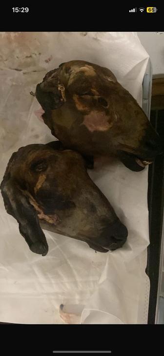 Продам головы баранины 2 шт