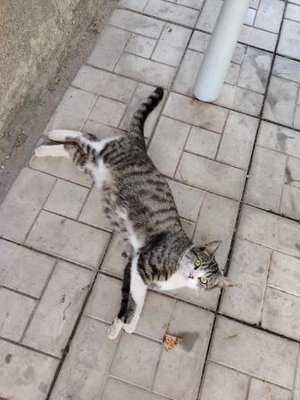 Отдам кошку