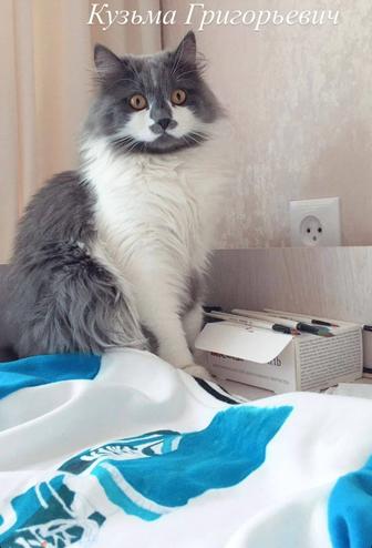 Отдаю кота в добрые руки