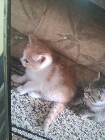 Отдам котят