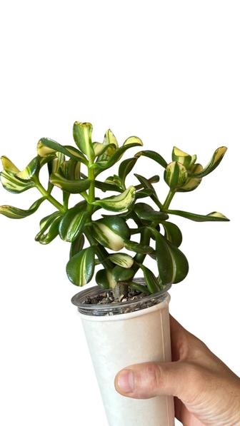 Крассула Return of Beauty