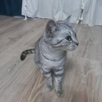 Отдам кота бесплатно.