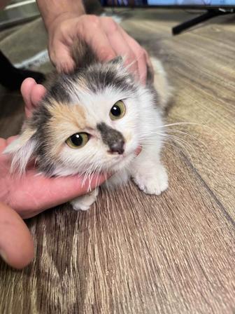 Отдам котенка в добрые руки