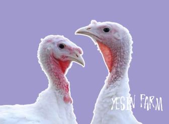 Белый широкогрудый инкубационные яйца индюков топ для фермы