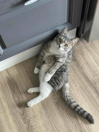 Отдам привитую и стерилизованную кошку