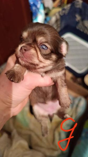 Щенки чихуахуа