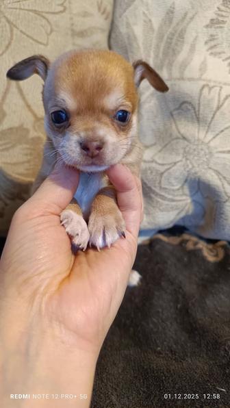 Щенки чихуахуа