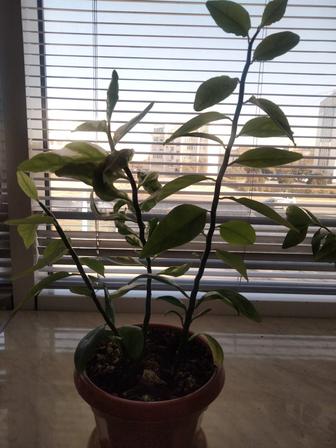 Комнатные растения