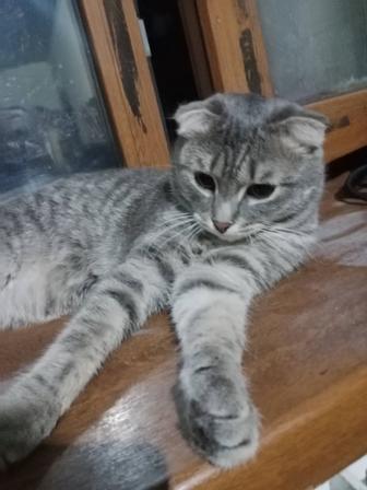 Кот