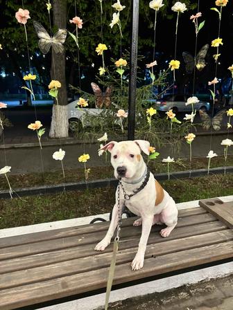 Питбуль для случки